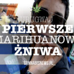 Swieto zniwa marihuany w urugwaju