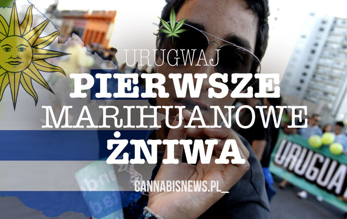 Swieto zniwa marihuany w urugwaju