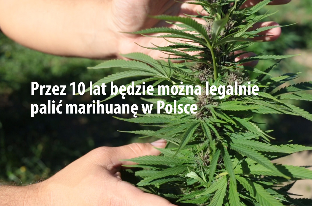 legalne palenie marihuany