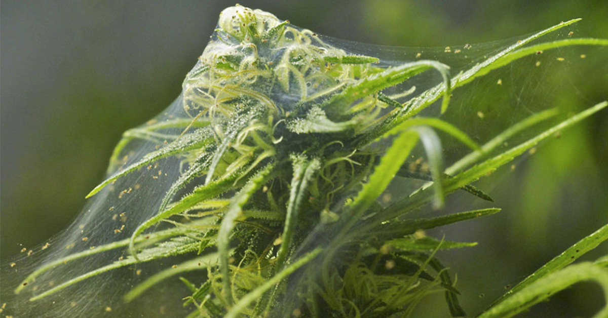 Szkodniki w konopiach