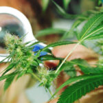 Świeże spojrzenie na marihuanę