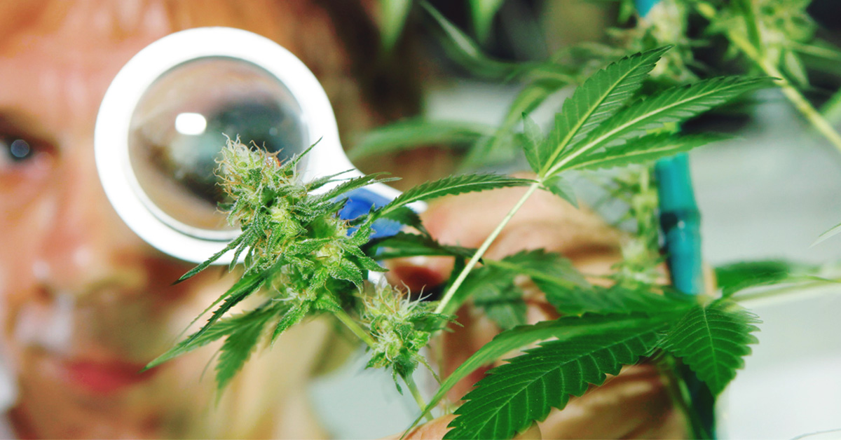Świeże spojrzenie na marihuanę