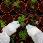 W USA latwiej o próbki marihuany