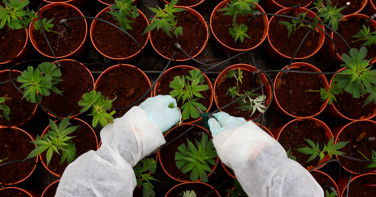 W USA latwiej o próbki marihuany