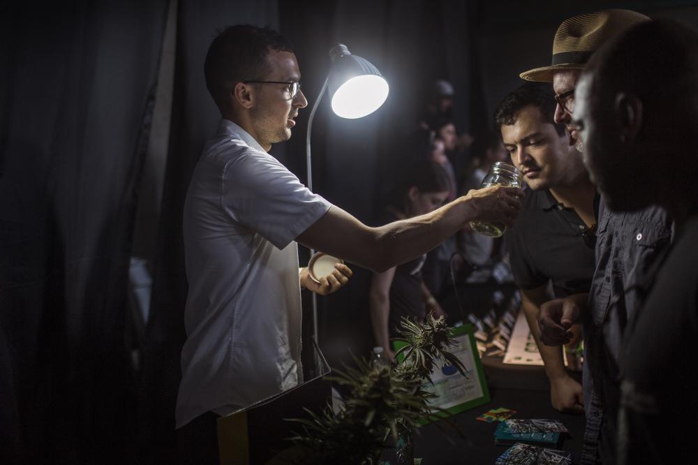 Weed The People - rozdawanie próbek