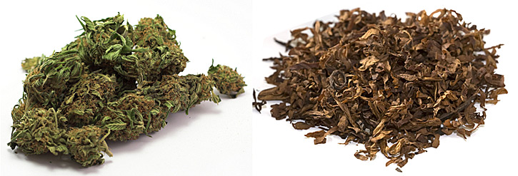 tytoń i konopie idą na wojnę