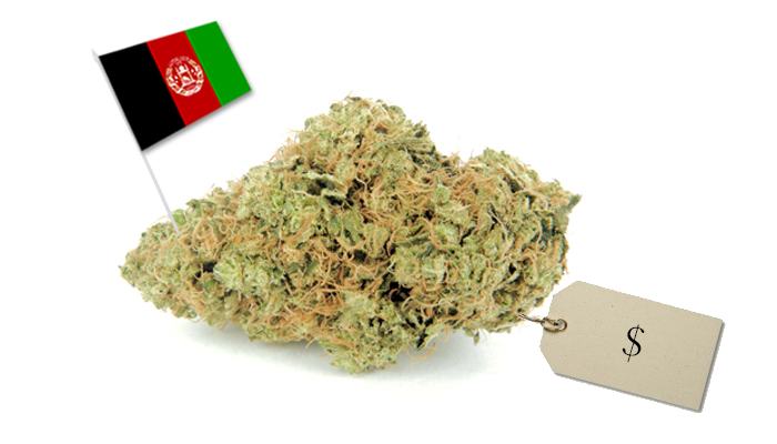 cena trawy w Afganistanie