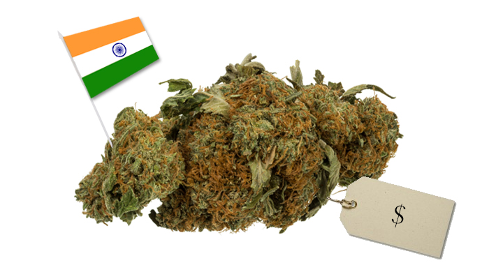 cena trawy w Indiach