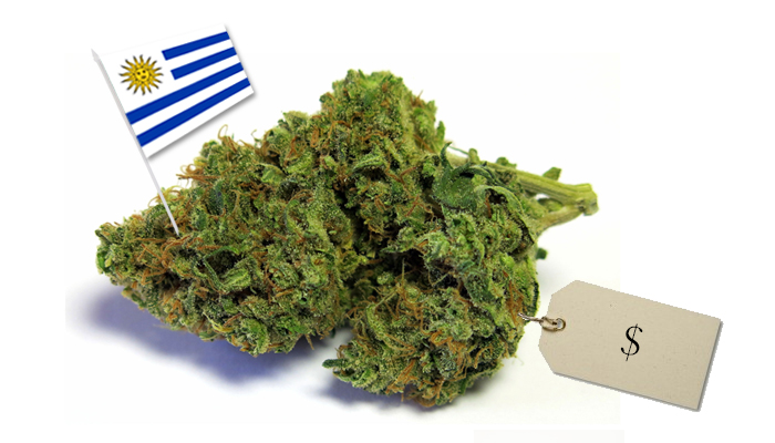 cena trawy w Urugwaj