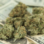 najtańsza i najdroższa marihuana na świecie