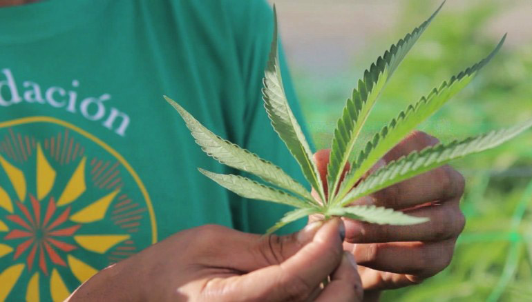 marihuana w Chile