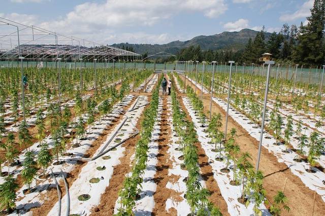 plantacja medycznej marihuany w Chile