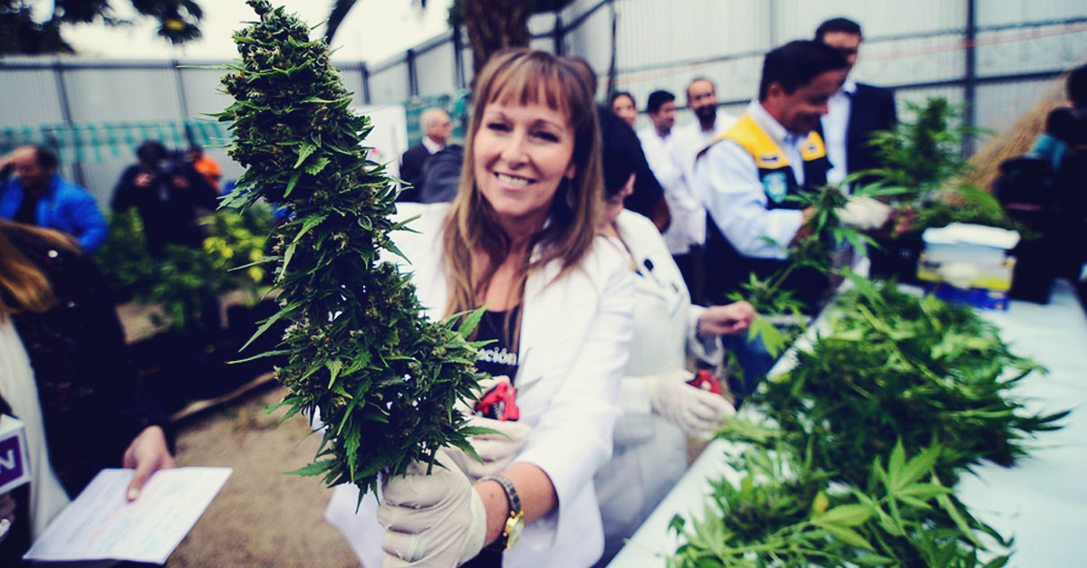 największa legalna plantacja marihuany