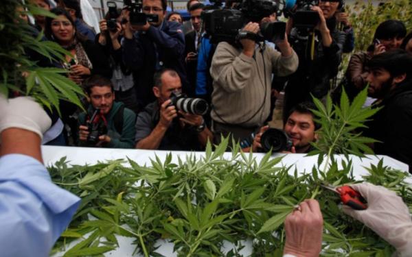 plantacja medycznej marihuany w Colbun