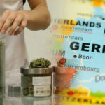 rewolucja w medycznej marihuanie