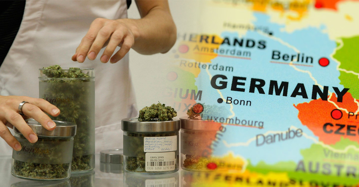 rewolucja w medycznej marihuanie