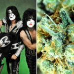 odmiana zioła czy nazwa zespołu quiz