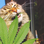 konopna przekąska dla kota i psa