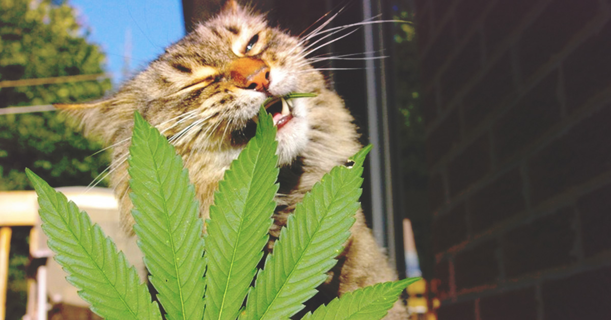 konopna przekąska dla kota i psa