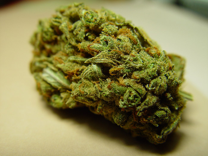 odmiana marihuany Amnesia Haze