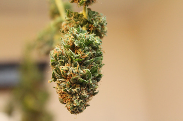 odmiana marihuany Chocolope