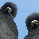 nielegalna uprawa marihuany gołębie