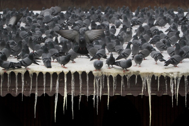 gołębie donoszą o plantacji marihuany