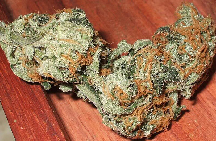 odmiana marihuany Jack The Ripper