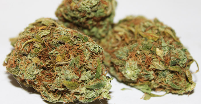 odmiana marihuany Laughing Buddha