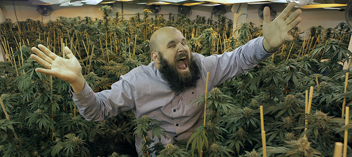 legalizacja domowych upraw w Kanadzie