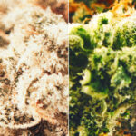 moc marihuany w latach 70