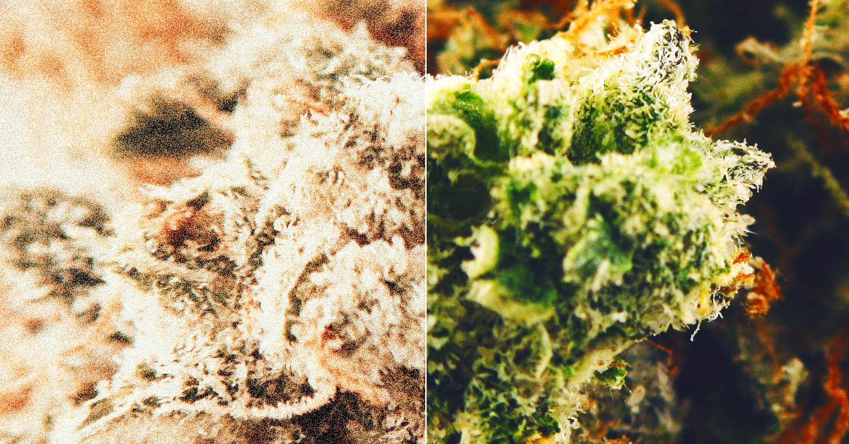 moc marihuany w latach 70