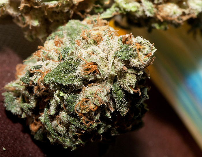 odmiana marihuany Moby Dick