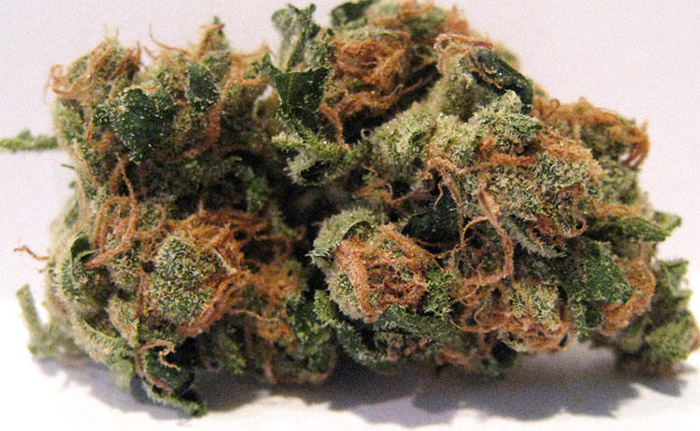 odmiana marihuany Sour Diesel