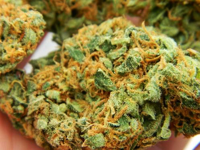 odmiana marihuany Strawberry Cough