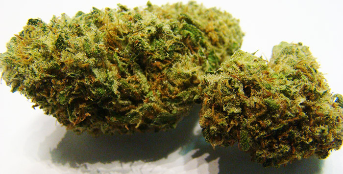 odmiana marihuany Willie Nelson