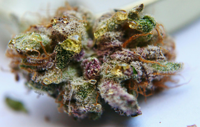 zioło mocniejsze niż kiedyś