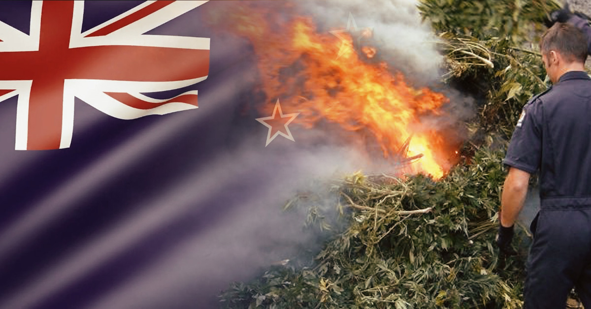 likwidacja upraw konopi w Nowej Zelandii