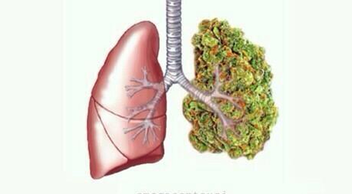 wpływ marihuany na płuca