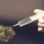 marihuana modyfikowana genetycznie