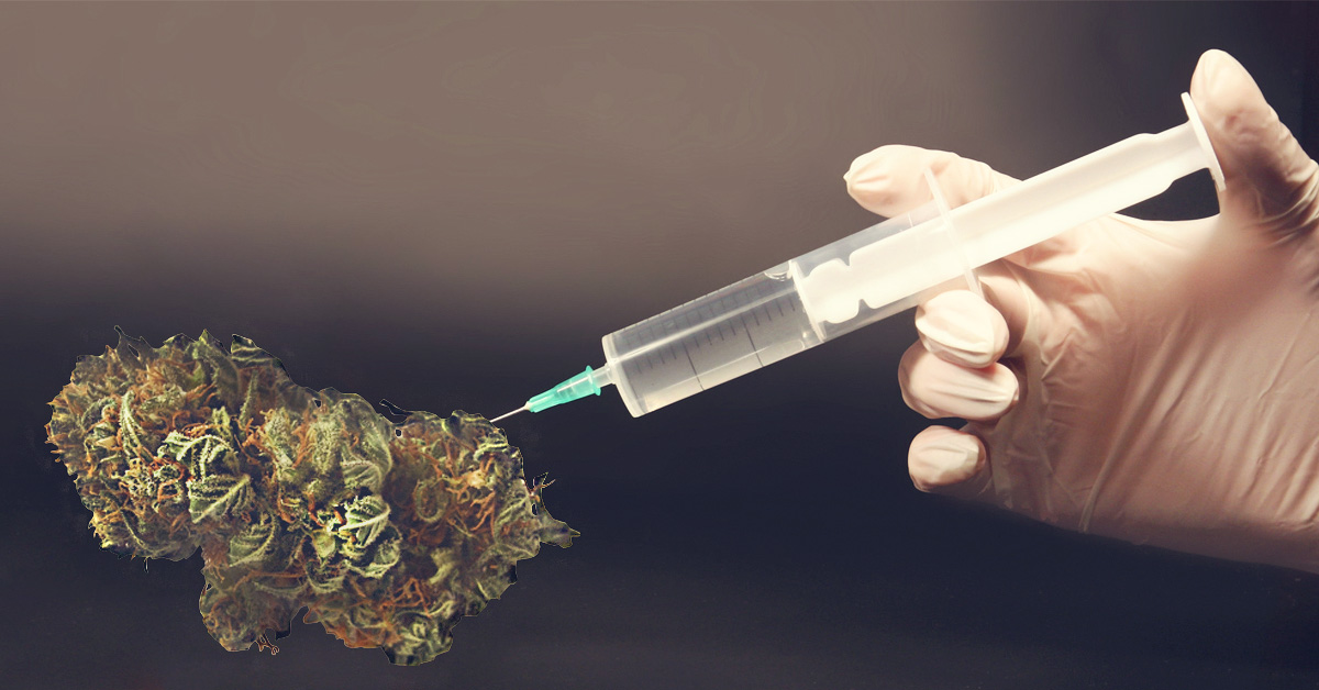 marihuana modyfikowana genetycznie