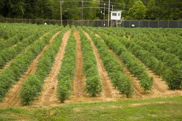 rządowa plantacja marihuany w mississipi