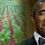 plantacja konopi amerykańskiego rządu