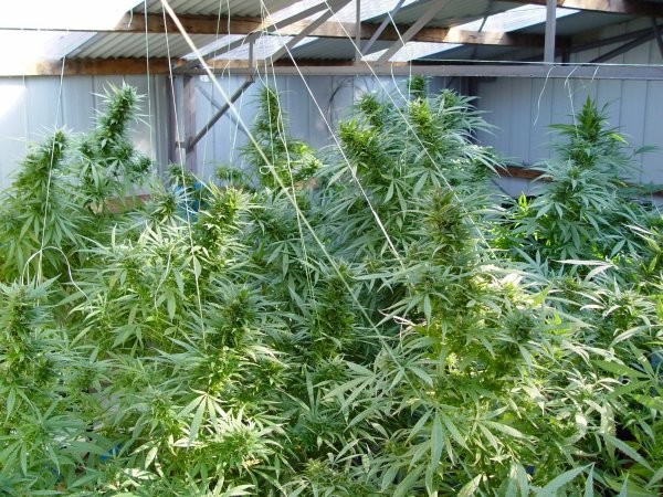 sensis_nevilles_haze