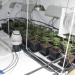 15kg marihuany oraz uprawa w domu w Mysłowicach