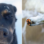 pies rozpoznaje kiedy jesteś na haju