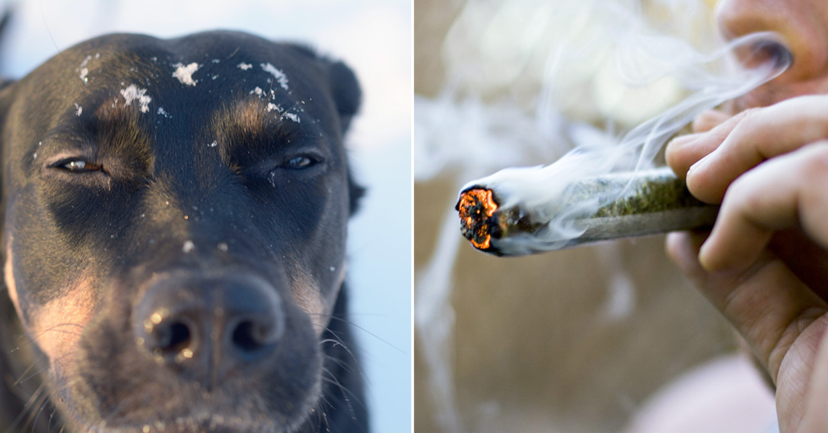 pies rozpoznaje kiedy jesteś na haju