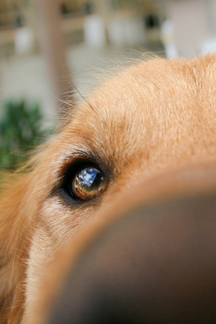 piec wyczuwa zapach marihuany