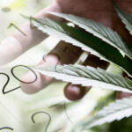 jak dlugo THC w organizmie