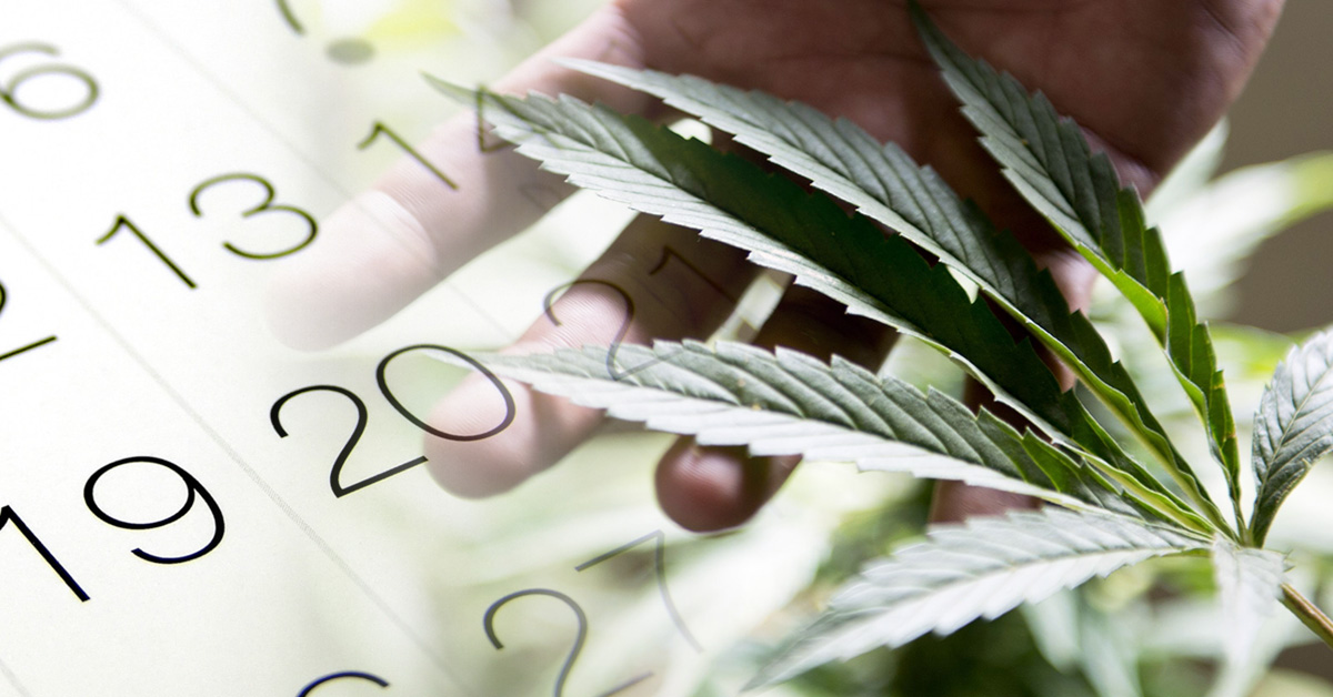 jak dlugo THC w organizmie